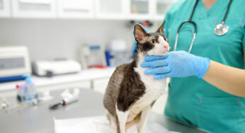Pet prescriptions and how online pet med stores can help